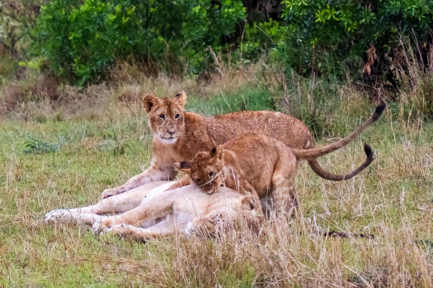 Lion cubs playing with their mother in Kenya photo