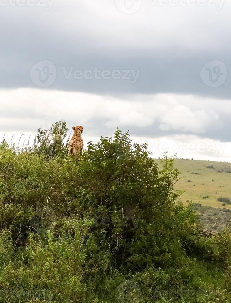 Cheetah standing on a bush in the savannah in Kenya photo