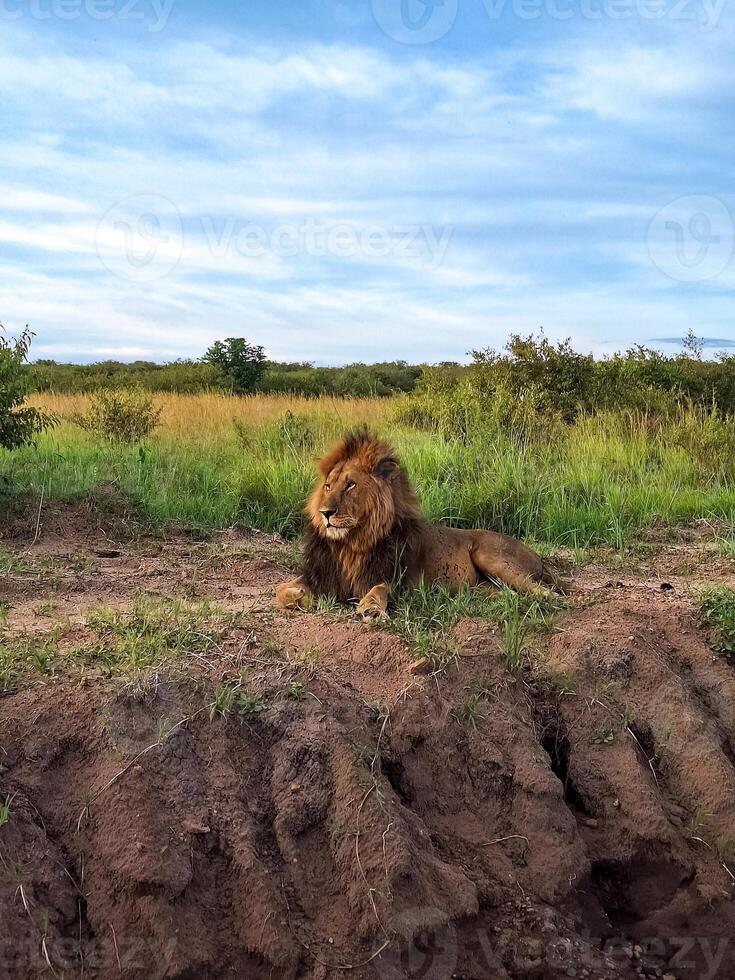 Majestic lion resting in the savannah of Kenya photo