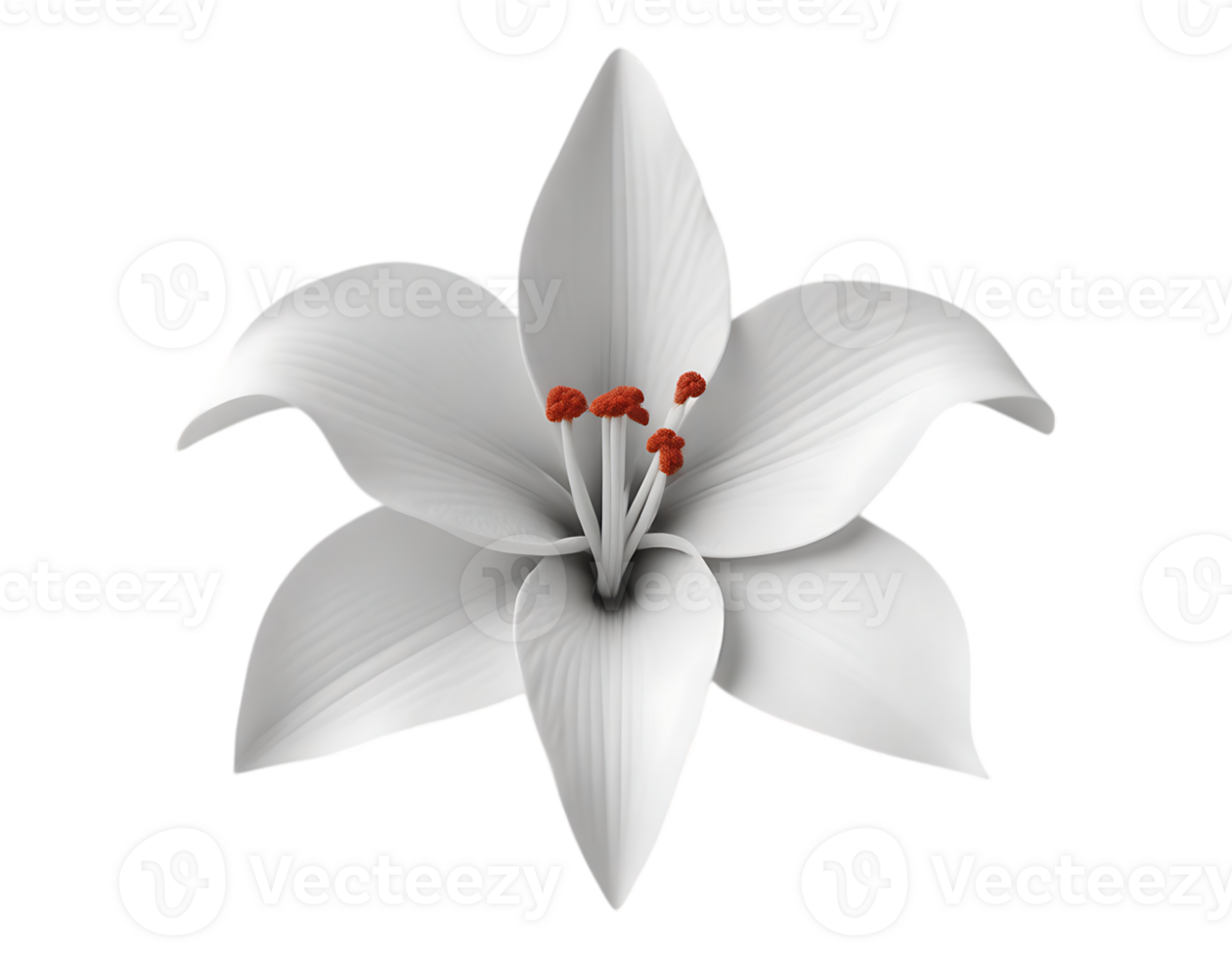 Elegant White Lily Isolated on Transparent Background png