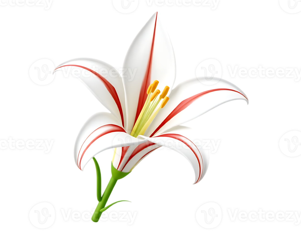 Close-up of a vibrant white lily with red stripes and a transparent background. png