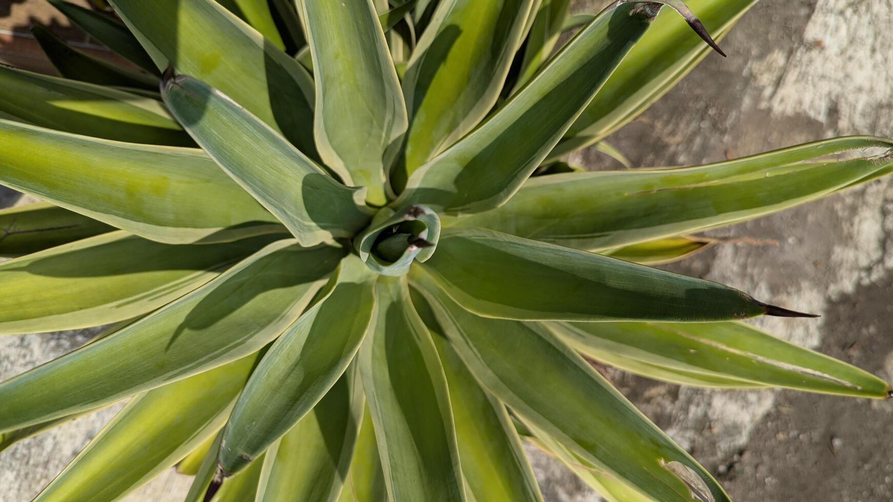 Striking Top-Down View of a Variegated Agave Plant with Sharp Leaf Points photo