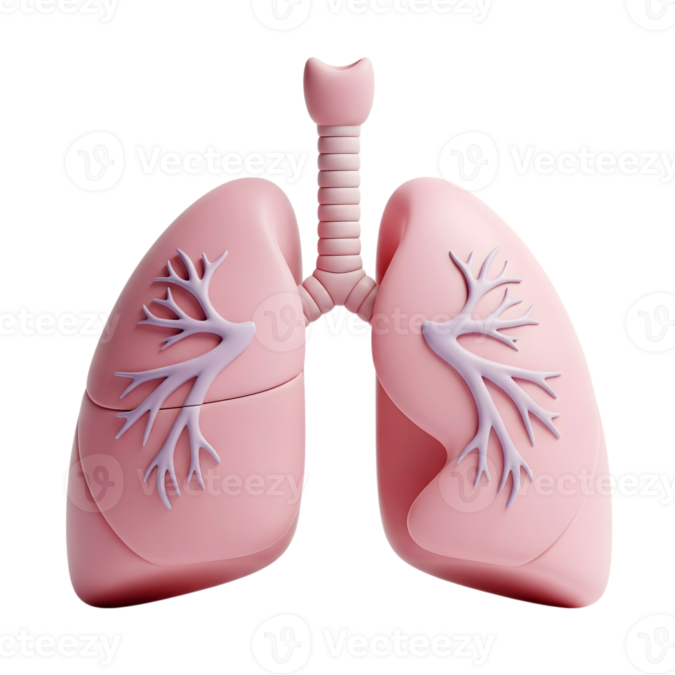 Human lungs minimalist 3D rendering in a soft and smooth renderer png