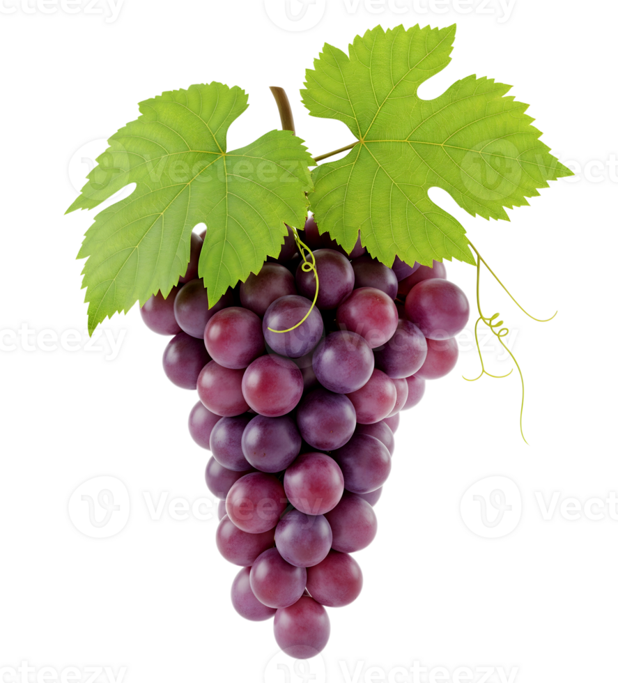 Purple grapes minimalist 3D rendering in a soft smooth renderer png