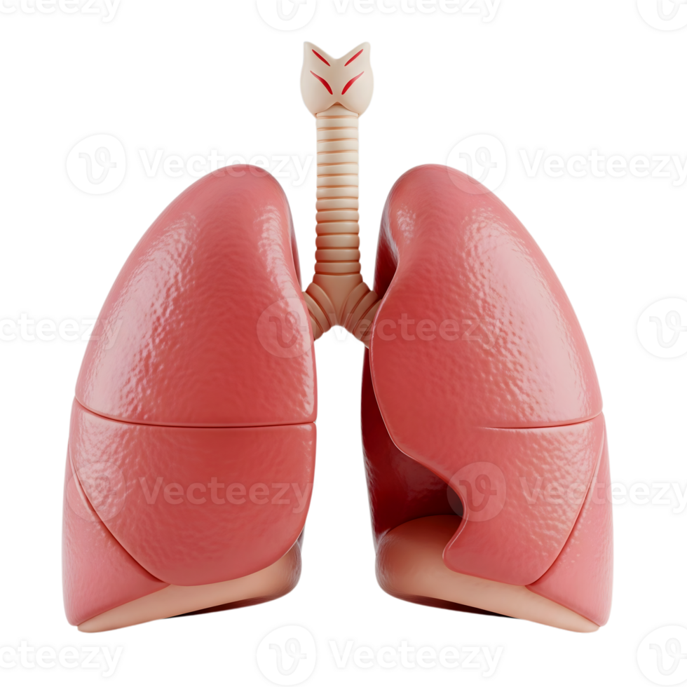 Human lungs minimalist 3D rendering soft and smooth renderer png
