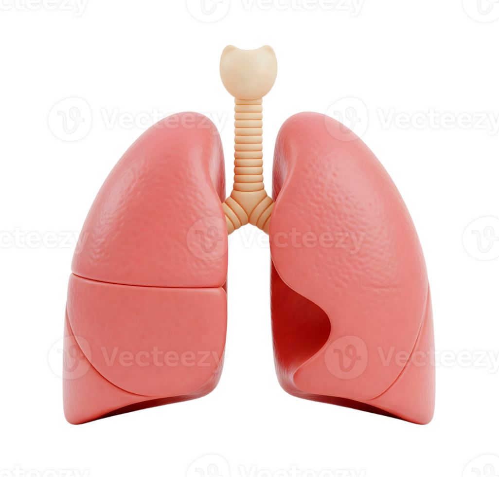 Human lungs minimalist 3D rendering in soft and smooth renderer png