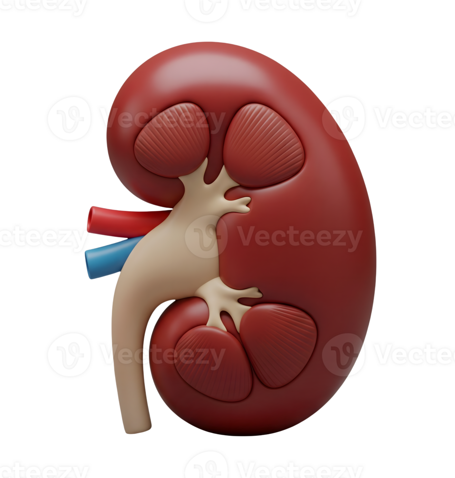 Anatomical Model of a Human Kidney Minimalist 3D Rendering in a Soft And Smooth Renderer png