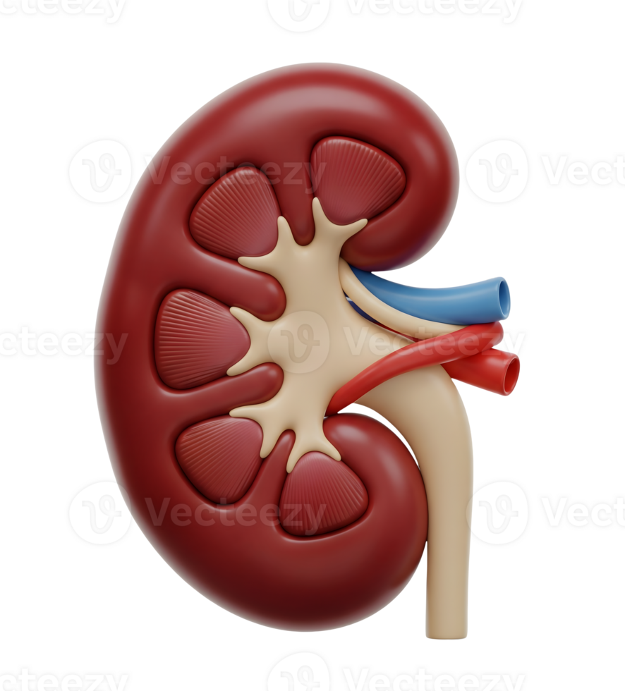 Anatomical Model of a Human Kidney Minimalist 3D Rendering in Soft And Smooth Renderer png