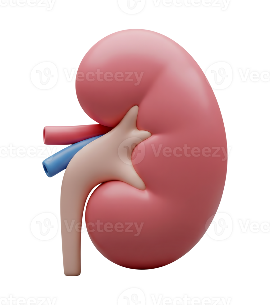 Anatomical Model of Human Kidney Minimalist 3D Rendering in a Soft And Smooth Renderer png