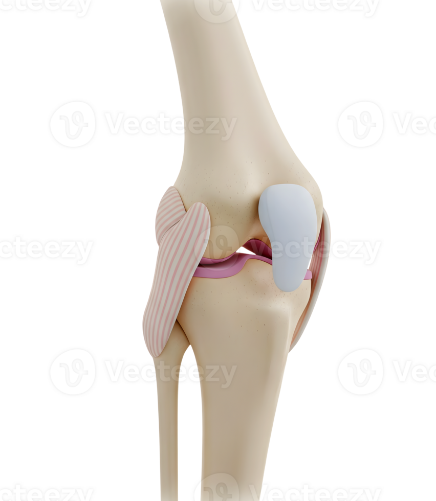 Anatomical Model of the Human Knee Joint Minimalist 3D Rendering in a Soft And Smooth Renderer png