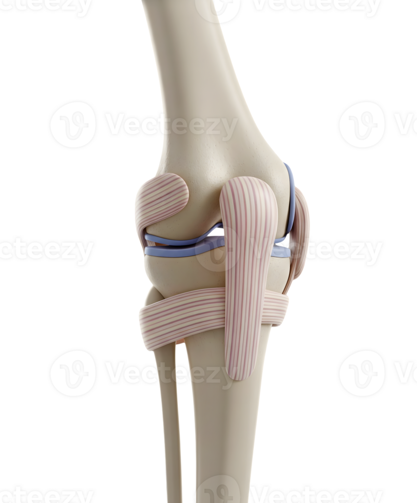 Anatomical Model of the Human Knee Joint Minimalist 3D Rendering Soft And Smooth Renderer png