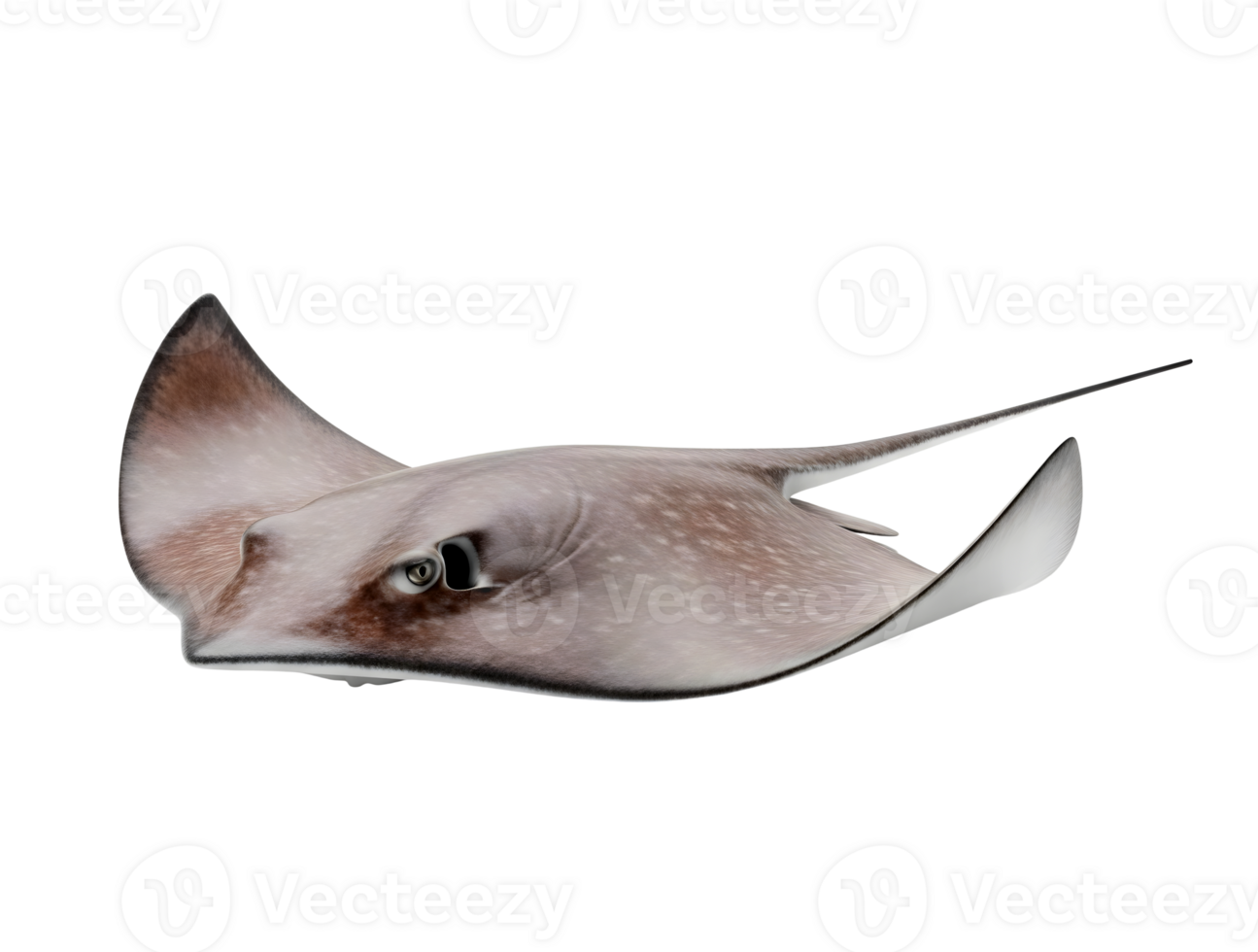 Stingray Minimalist 3D Rendering Soft And Smooth Renderer png