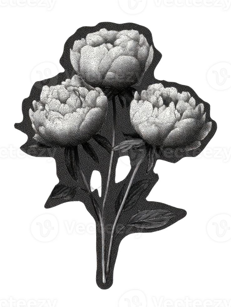 Vintage Peony Flowers In Retro Engraving. Botanical Illustration Isolated On Transparent Background png