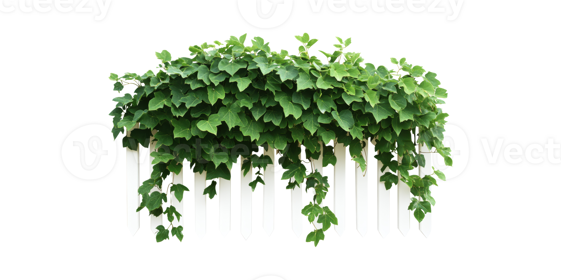 Lush Green Ivy Picket Fence. Nature And Garden Aesthetics Isolated On Transparent Background png