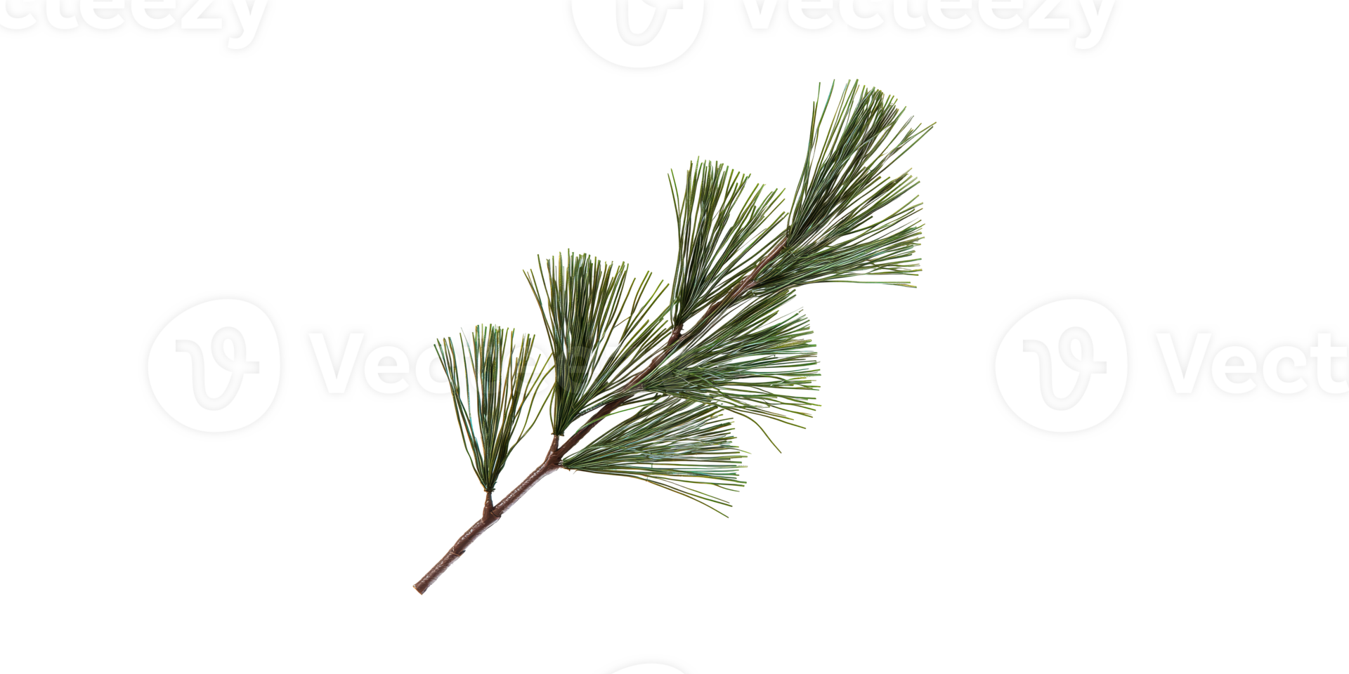 Pine Branch With Needles. Nature And Botanical Design Element Isolated On Transparent Background png
