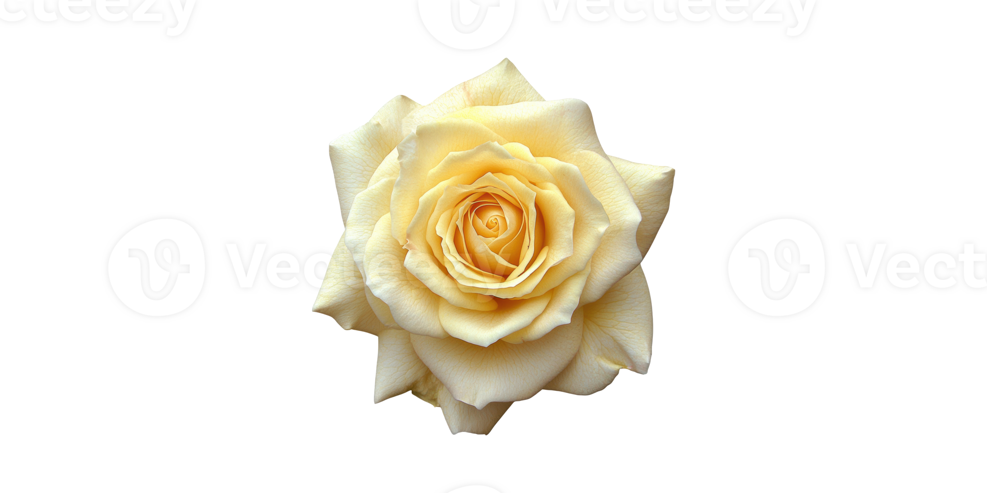 Yellow Rose Blossom. Symbol Of Friendship And Joy Isolated On Transparent Background png