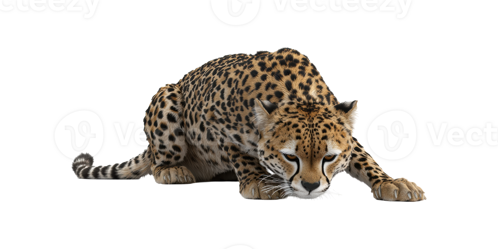 Crouching Cheetah. Wildlife And Predator Behavior In Focus Isolated On Transparent Background png