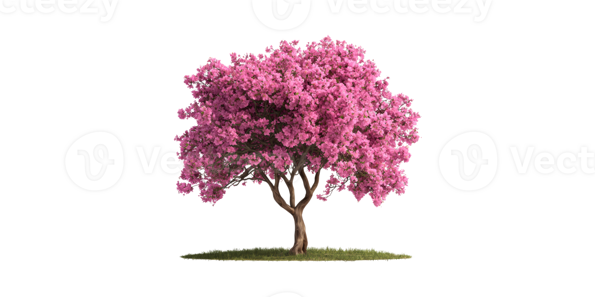 Pink Blossoming Tree Grass. Symbol Of Spring And Renewal Isolated On Transparent Background png