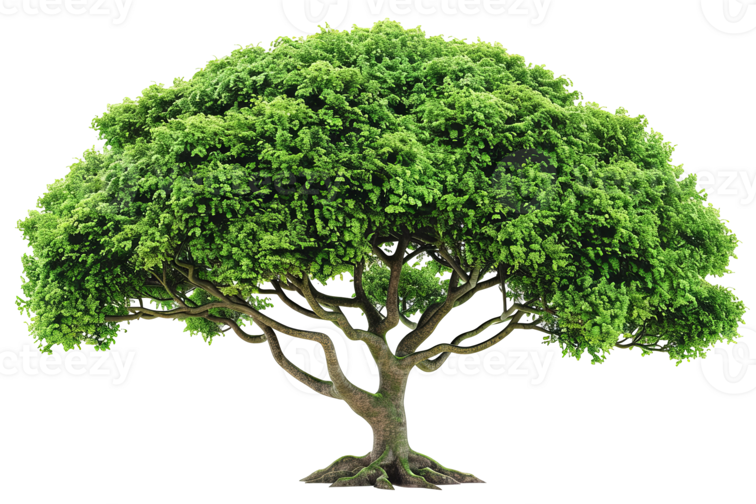 Lush green tree with dense foliage, symmetrical branches, and a sturdy trunk against a solid background png