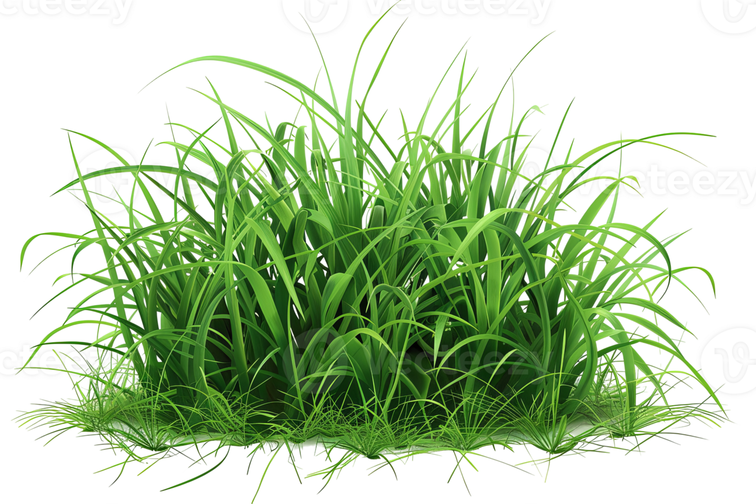 Vibrant green grass in a clump, blades swaying. Bright, simple grass isolated against a transparent background. Fresh, vivid, natural png