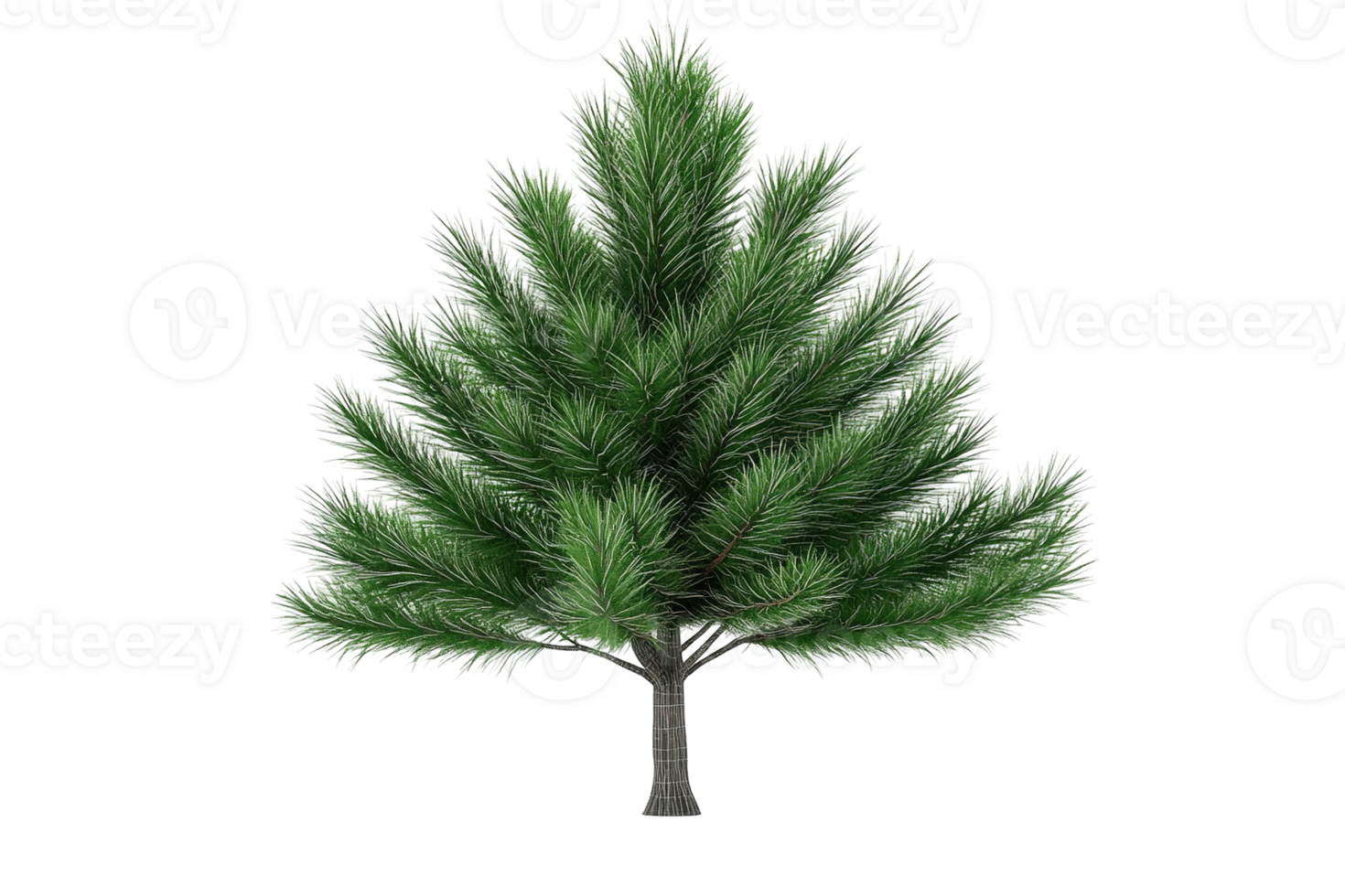 Evergreen conifer with layered, vibrant green needles and a short, sturdy trunk isolated on a transparent background png