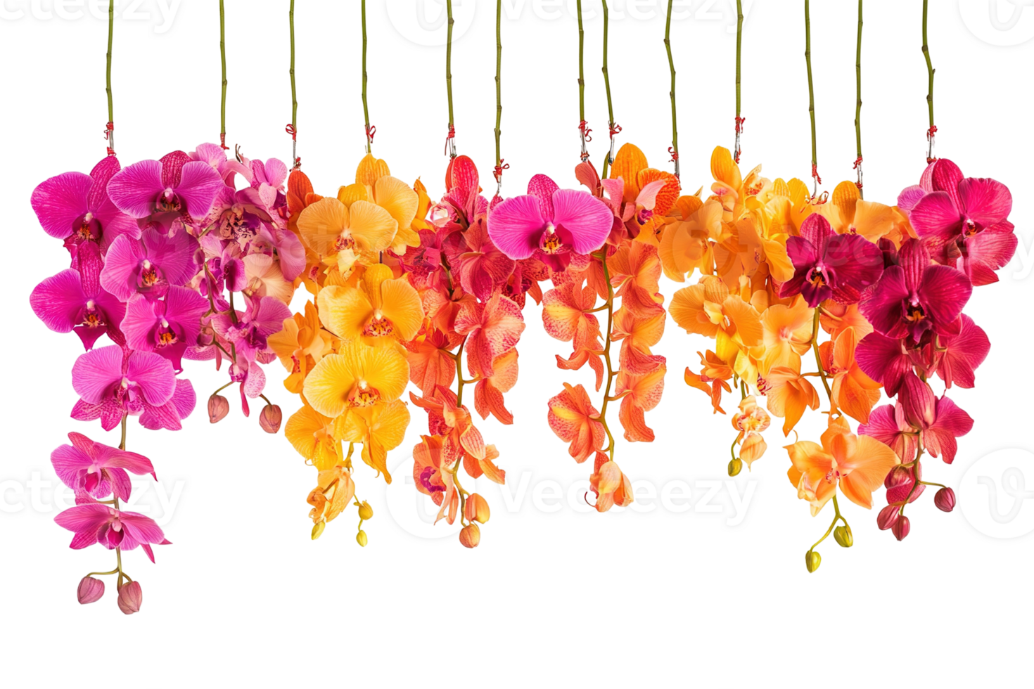 Colorful orchid cascades. Deep purple, pink, orange and yellow flowers hang against a transparent background png