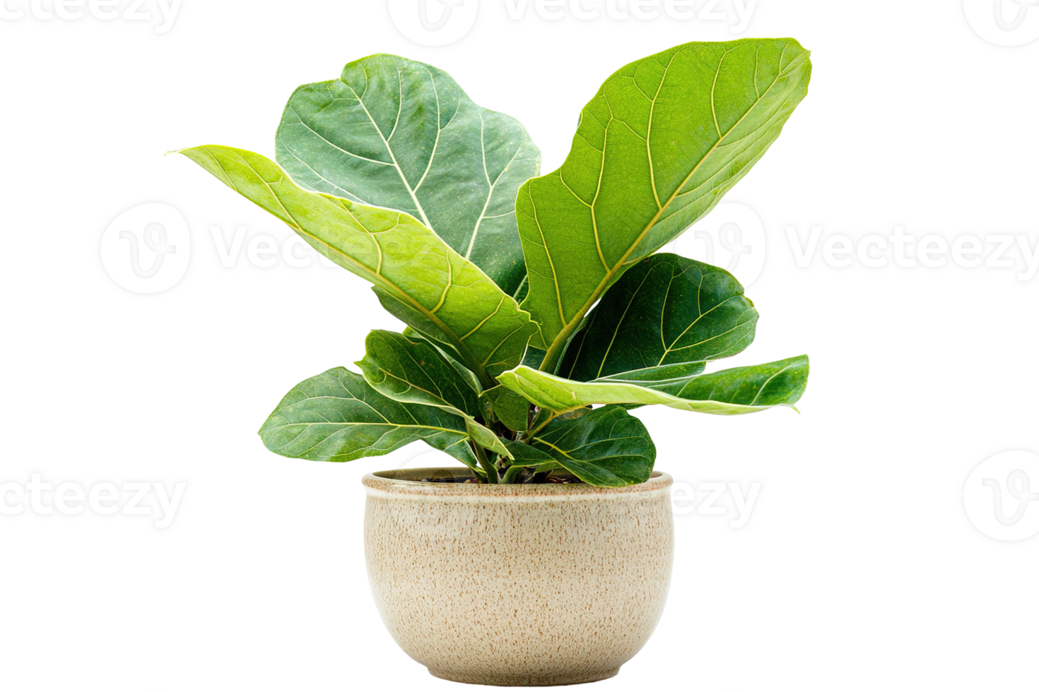 Fiddle leaf fig in pot. Green leaves contrast a smooth beige pot. Plant positioned center, against plain transparent background png