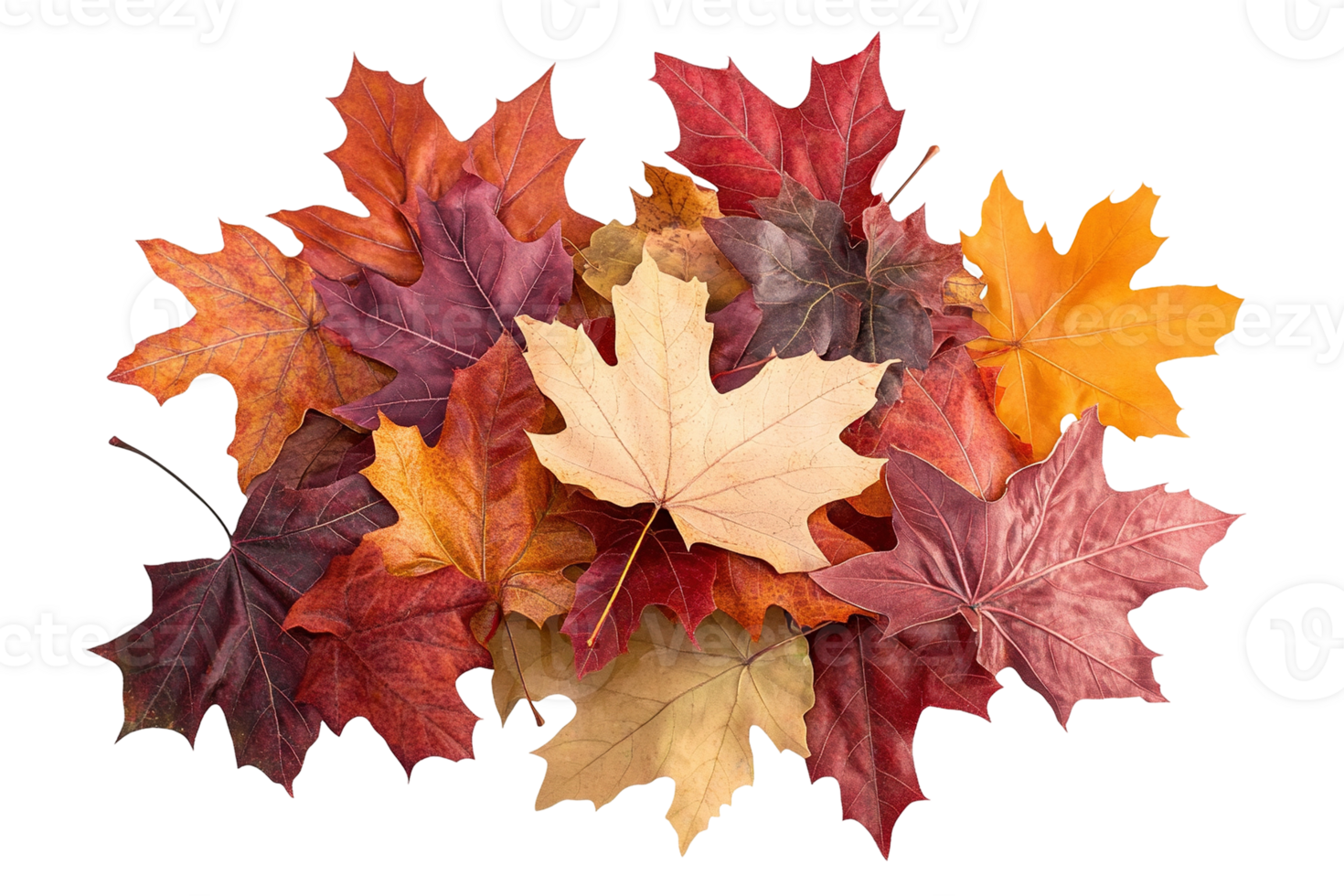 Autumnal pile with diverse leaves. Vibrant reds, oranges, yellows form a beautiful seasonal display png