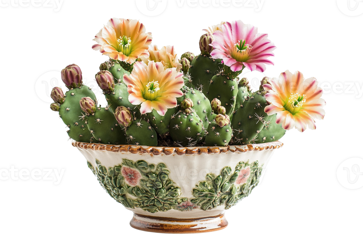 Cactus in decorative bowl with beautiful flowers and small buds. Close-up, colorful, bright, detailed and charming png