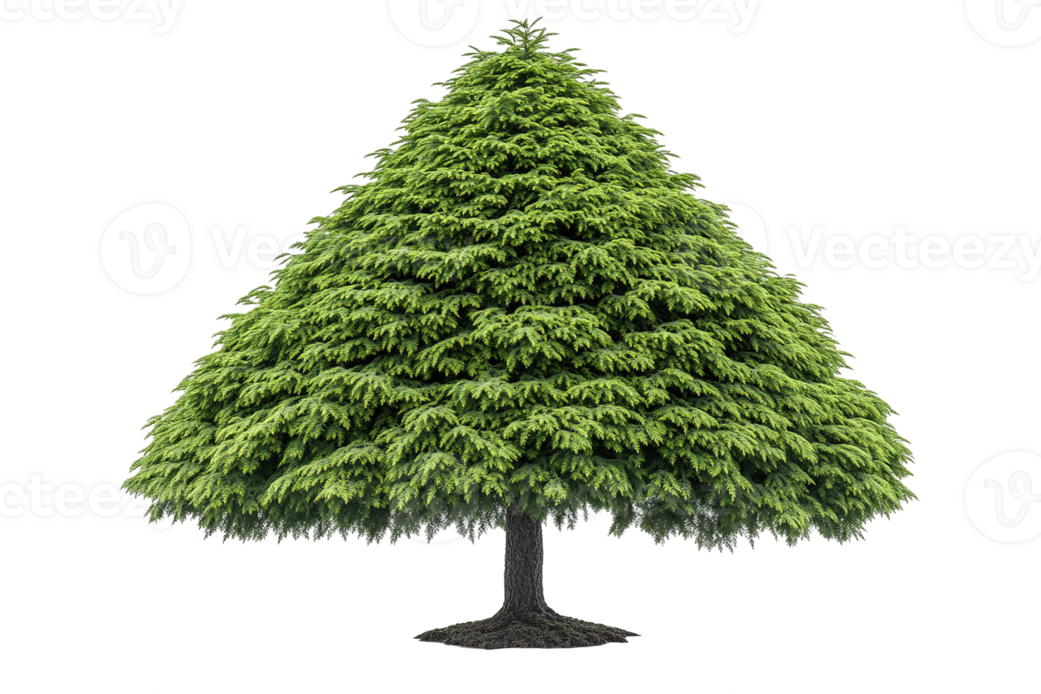 Lush, triangular green tree with dense foliage and a slender, dark trunk on a transparent background png