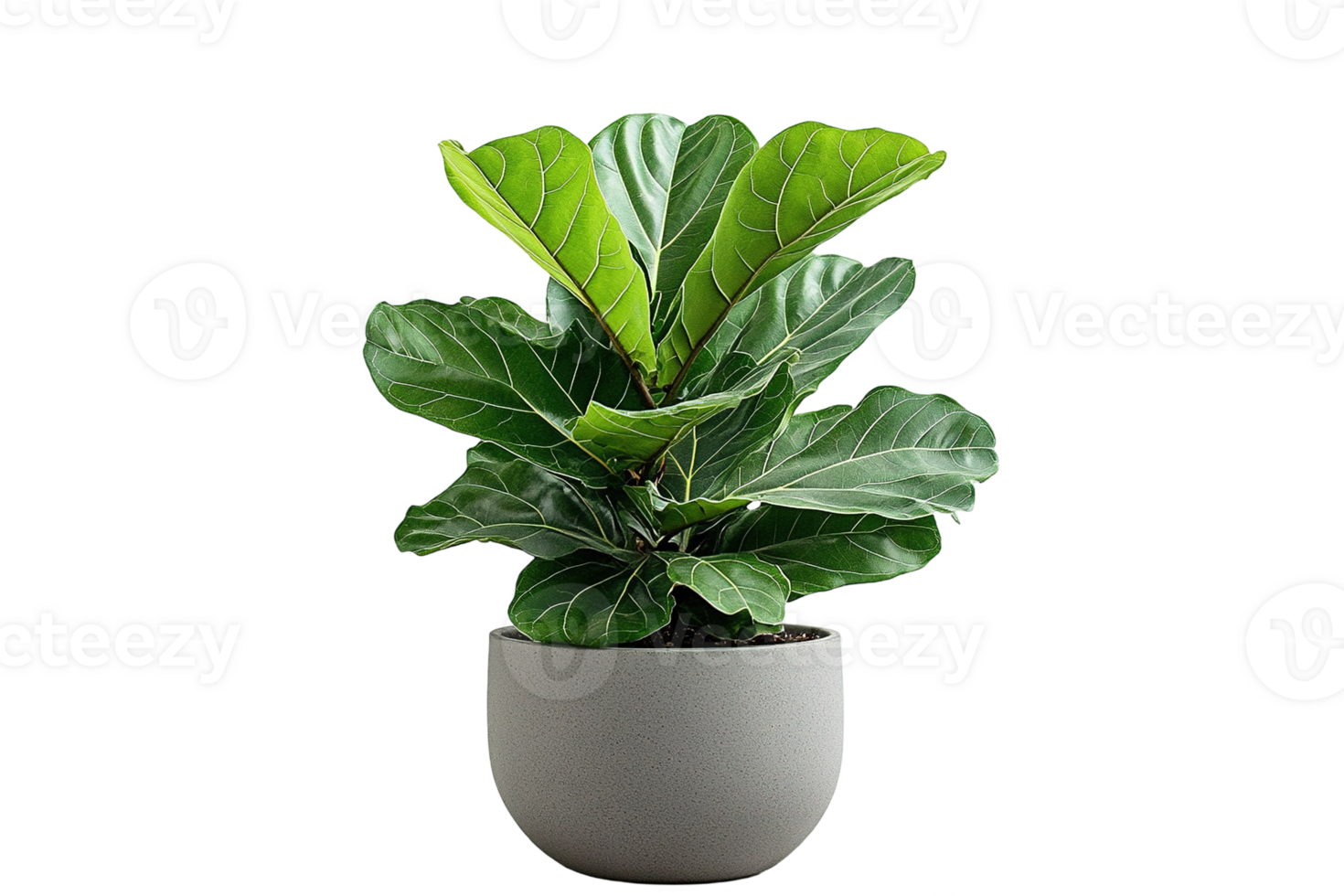 Potted plant with broad green leaves, showcasing leaf veins, set against a transparent background in a smooth, rounded, gray pot png
