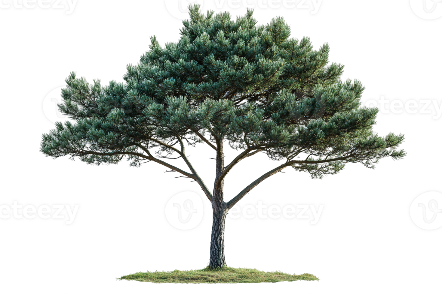 Majestic, mature tree stands tall with dense, green needles on a transparent background. Natural beauty png