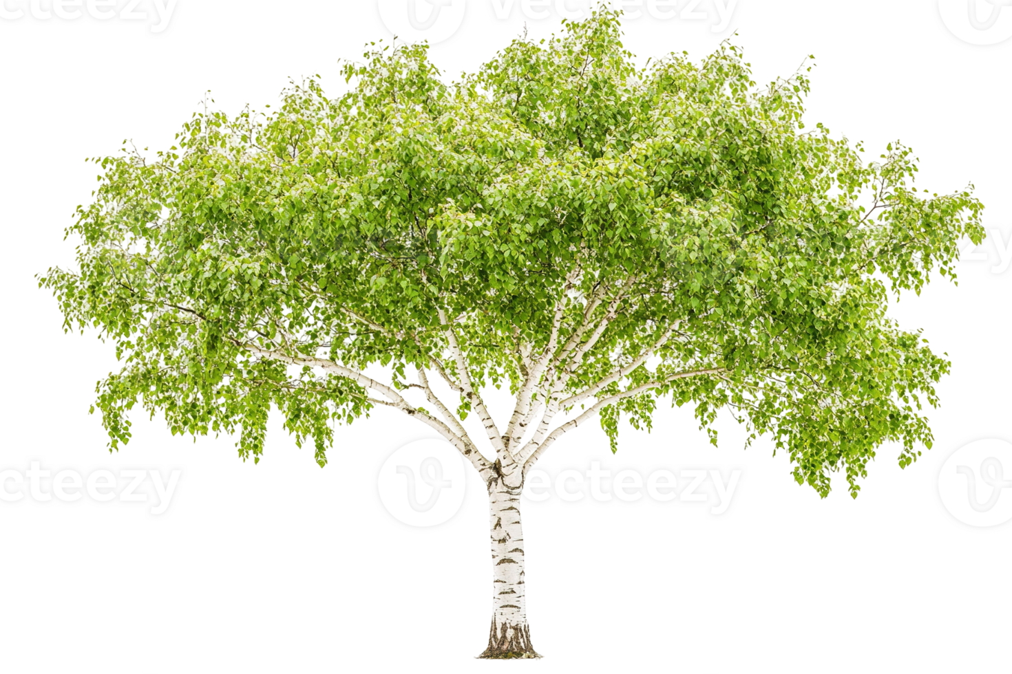 Solitary birch tree. Light, airy foliage atop white trunk isolated on transparent background. Natural beauty png