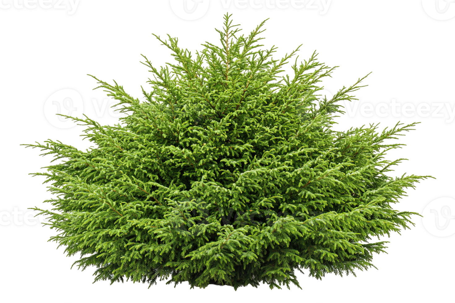 Lush green shrub with dense needles against a transparent background. Detailed, compact growth png
