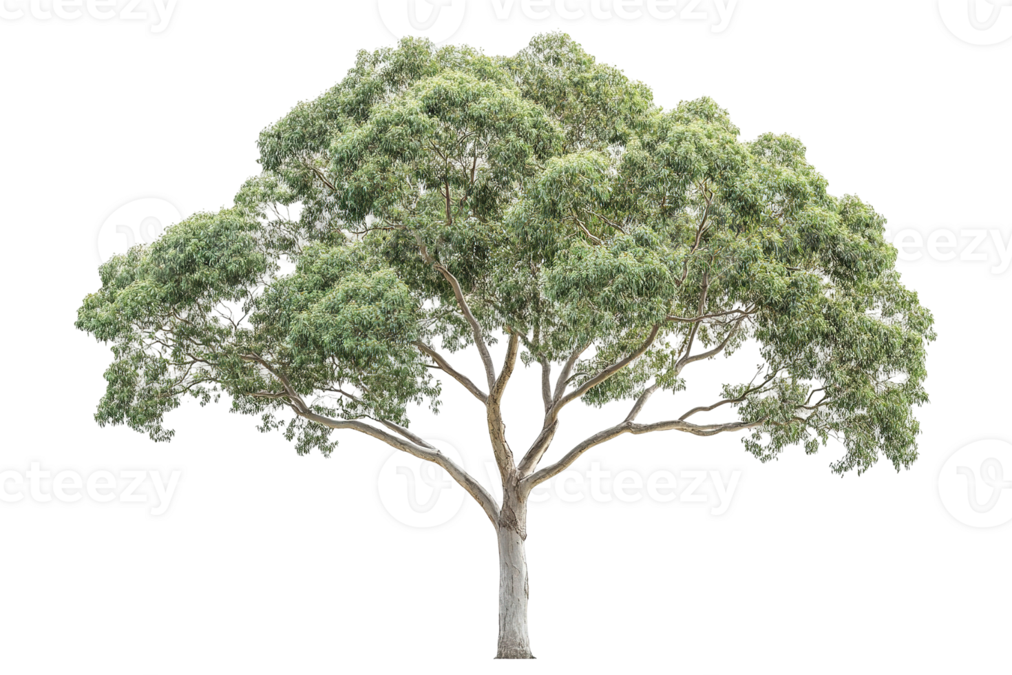 Lush, green tree with a wide canopy. Isolated against a transparent background. Grey trunk png