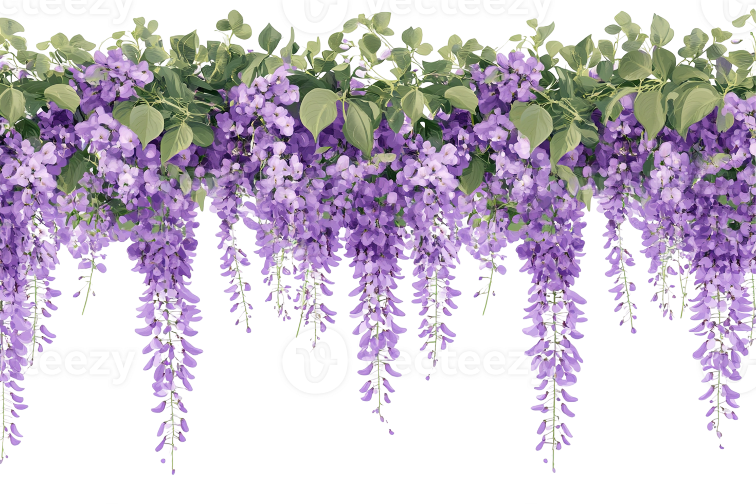 Wisteria cascade. Purple blooms hang with green foliage on a transparent background. Floral, elegant, and graceful png