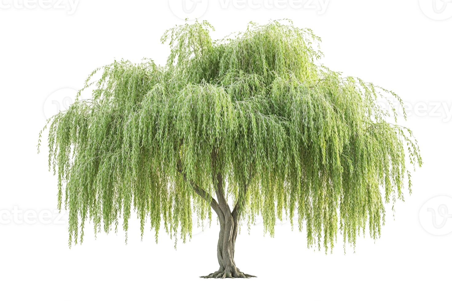 Weeping willow tree with cascading leaves. Isolated on transparent background png
