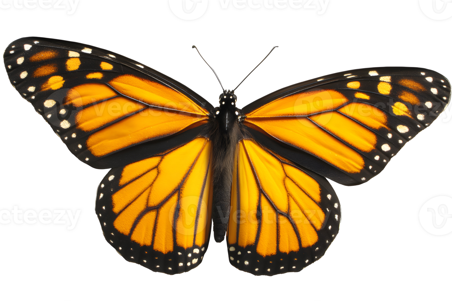 Monarch butterfly with distinct orange, black, and white markings, wings spread, isolated on transparent background png