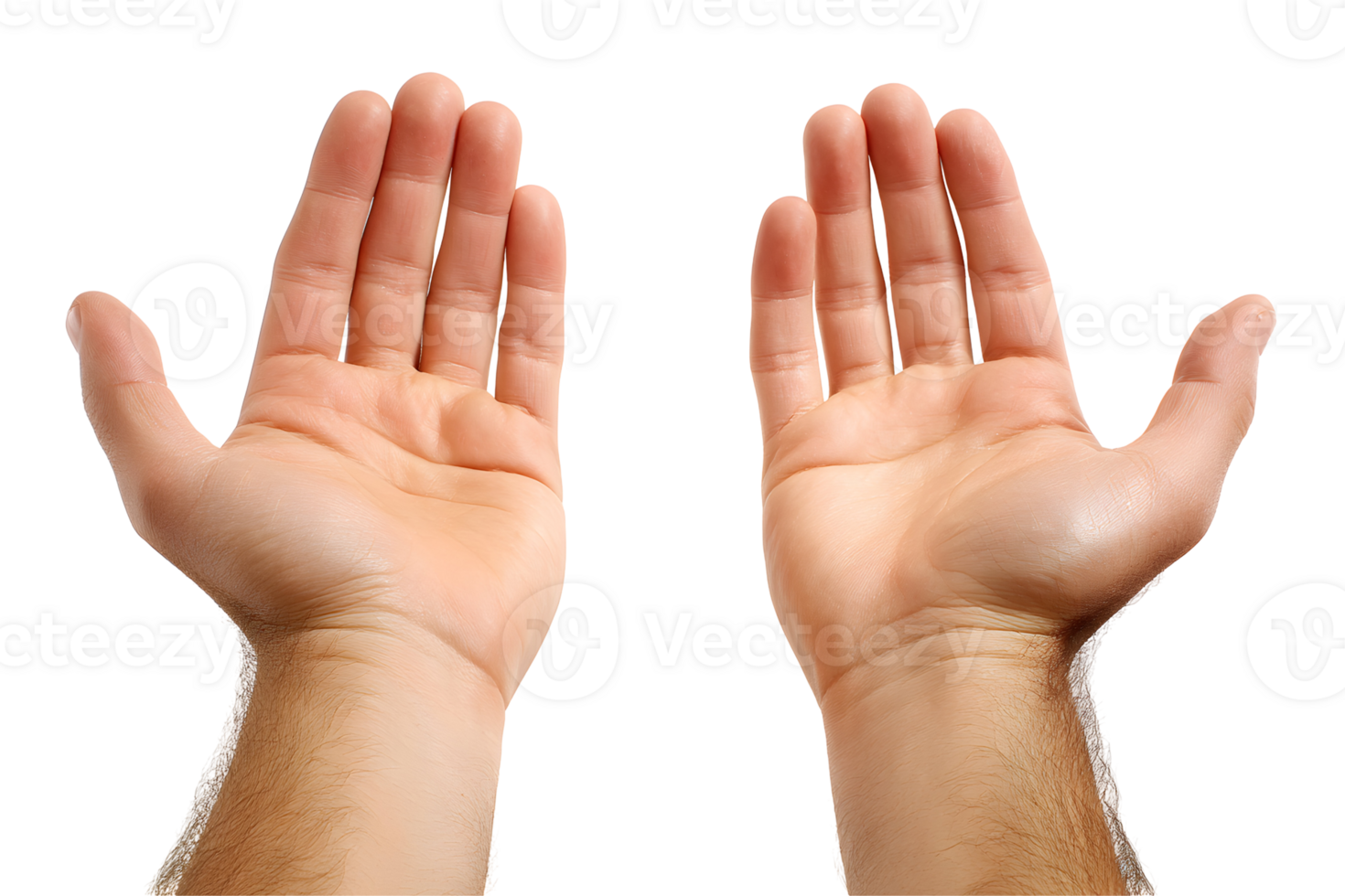 Two open hands, palms up, against a transparent background. Skin tones are light png