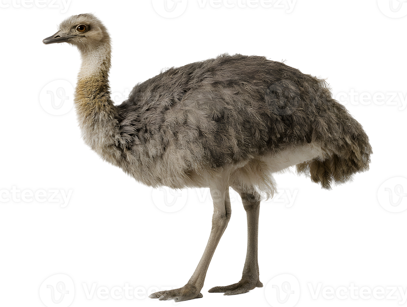 Grey, feathered bird with long neck and legs, standing sideways transparent background png