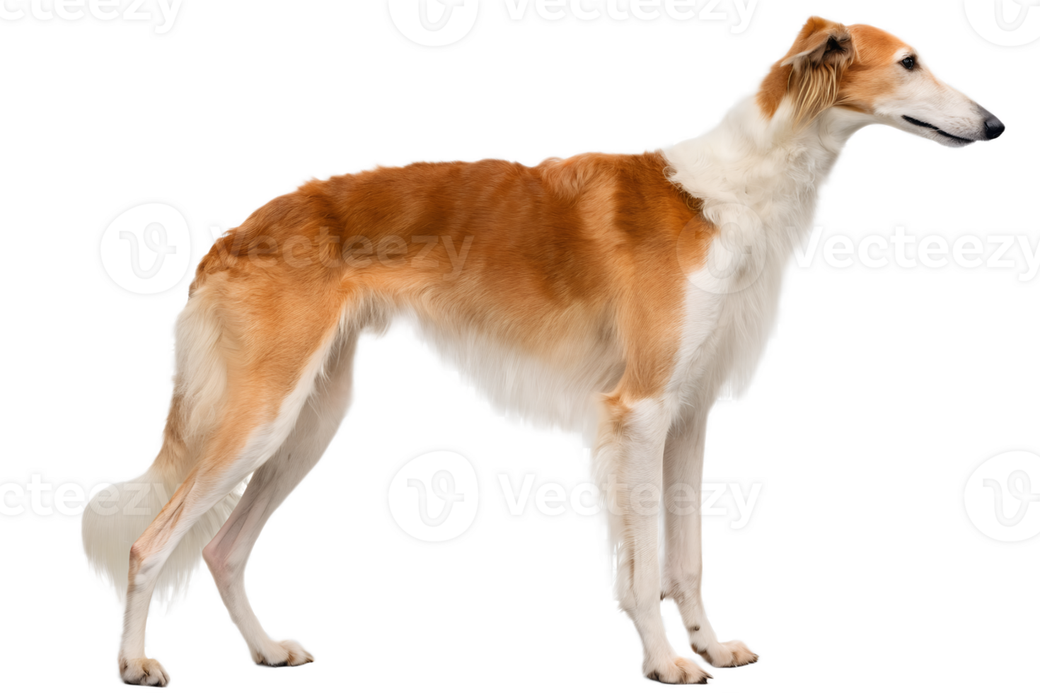 Greyhound dog with red and white fur isolated, sleek racing sighthound in elegant standing pose png