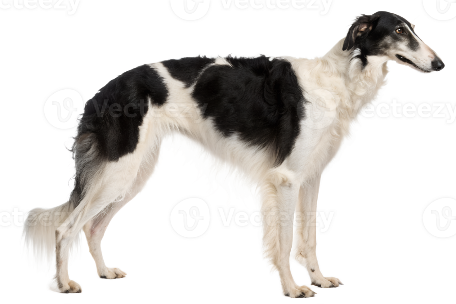 Greyhound dog with black and white fur isolated, sleek racing sighthound in elegant standing pose png