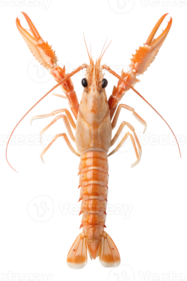 Langoustine isolated on transparent background, fresh seafood with delicate legs and antennae png