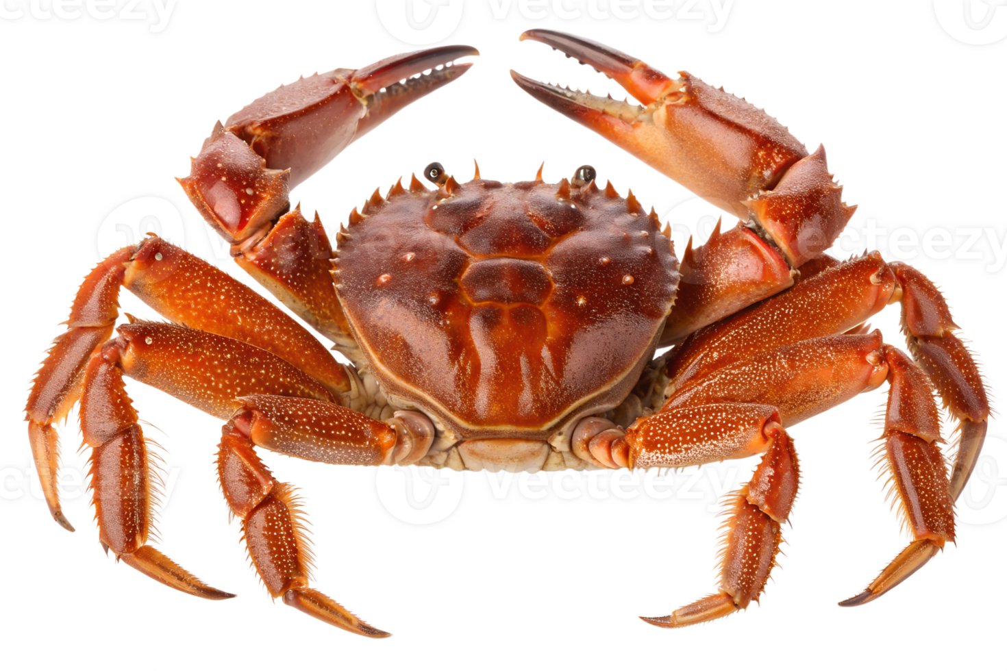 Delicious crab with claws isolated on the transparent background, perfect for recipes or food labels png