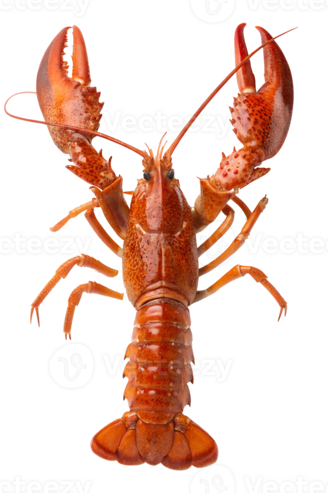 Red cooked lobster, crispy shell and meat details, isolated on transparent background png