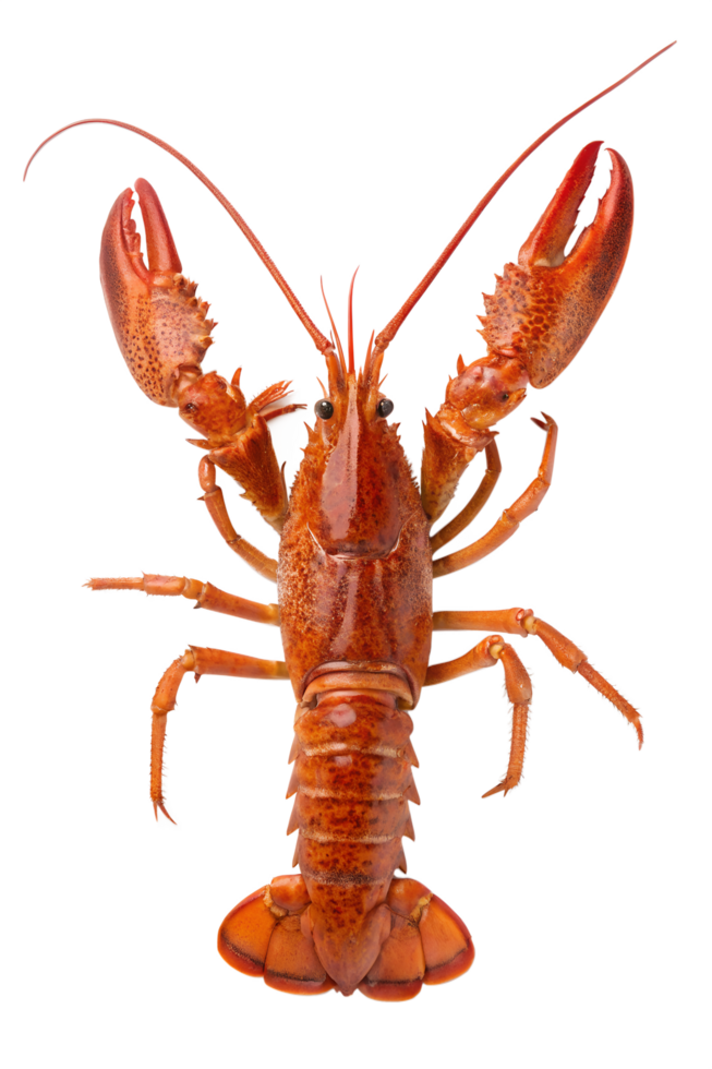 Lobster isolated on transparent background, fresh seafood, high-resolution cutout png