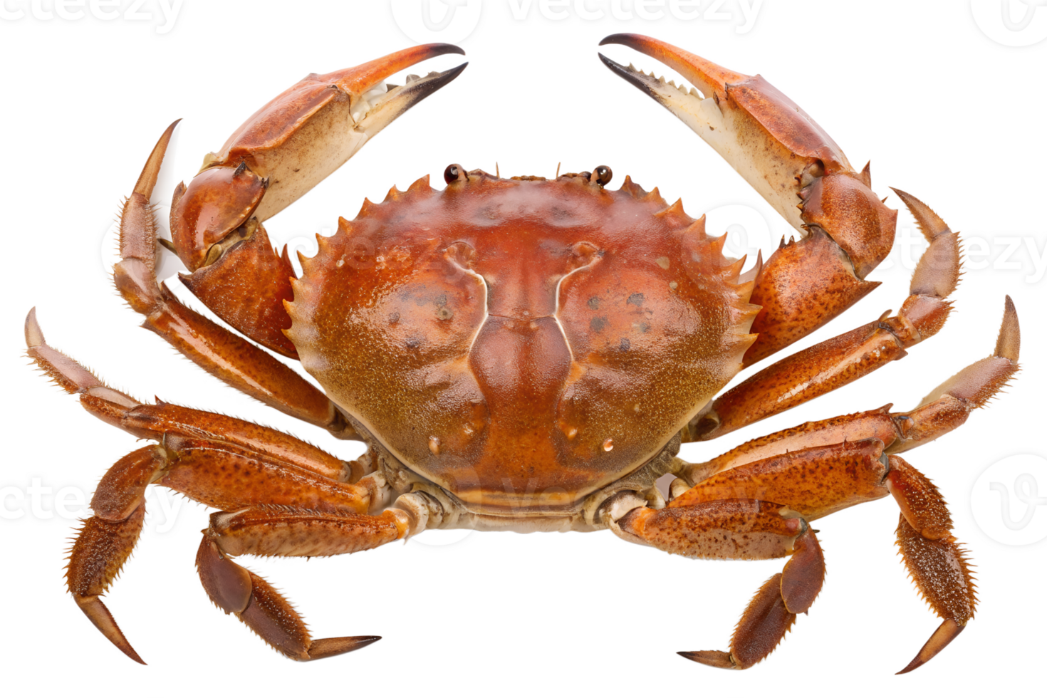 Delicious crab with claws isolated on the transparent background png