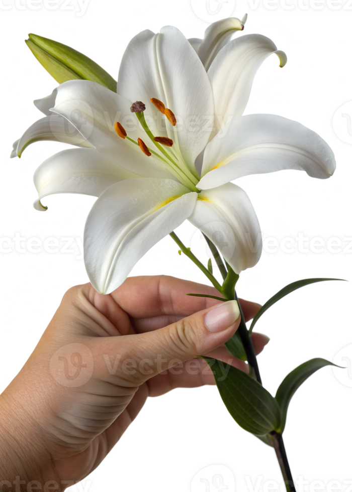 Hand holding pure white lily flower isolated, elegant floral symbol on transparent background png