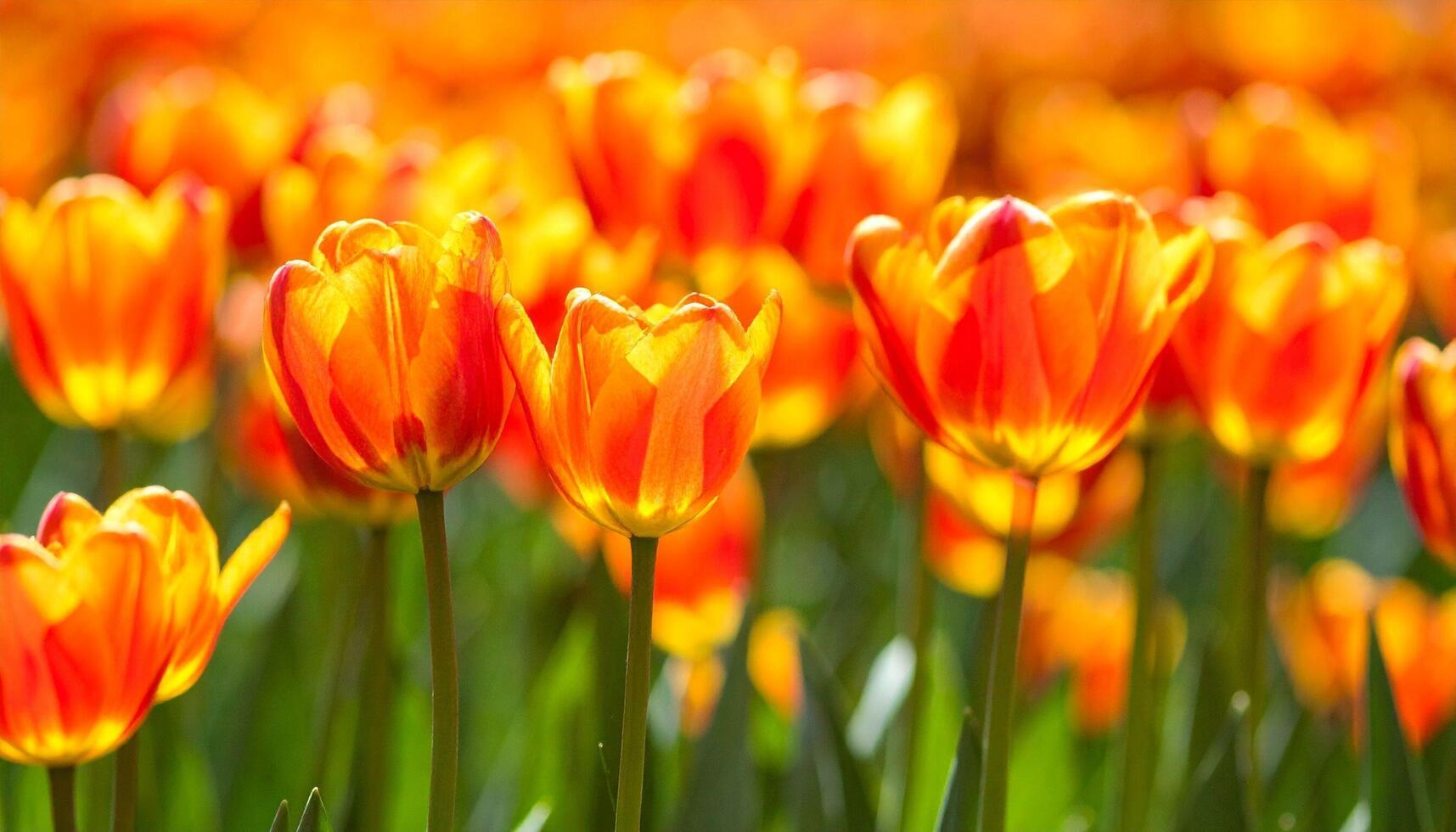Field of Orange Tulips Blooming in Spring photo