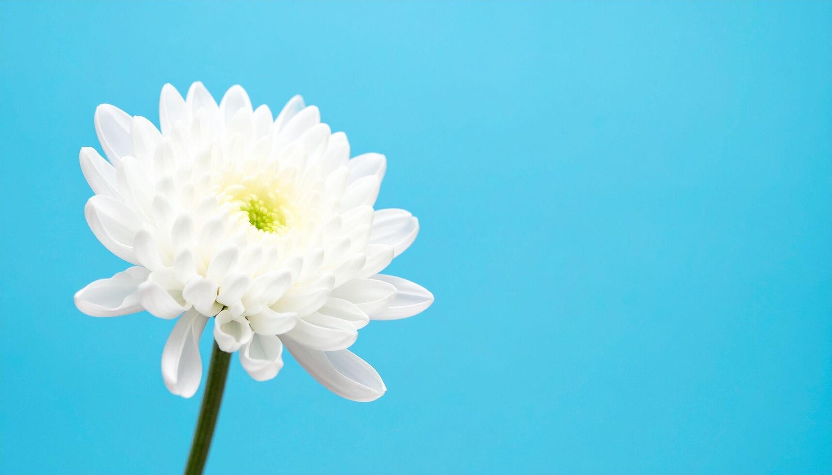Close-up of White Cosmos Flower on Blue photo